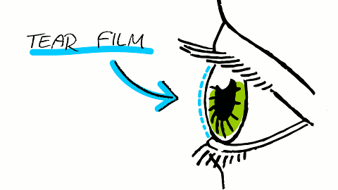 Jedes Augenzwinkern stellt den Tränenfilm wieder her, der unsere Augen schützt.